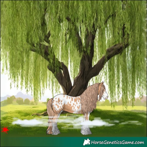 Horse Color:White Spotted Chestnut Blanket 