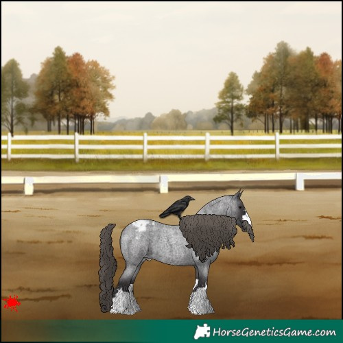 Horse Color:Smoky Blue Roan Appaloosa