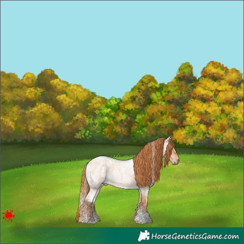 Horse Color:White Spotted Red Dun Roan 