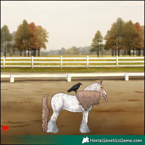 Horse Color:Red Roan Sabino Appaloosa 