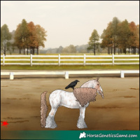 Horse Color:Red Roan Sabino Appaloosa