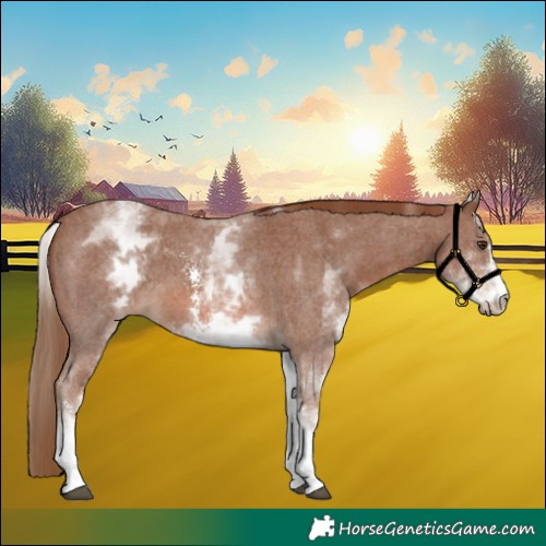 Horse Color:White Spotted Chestnut Sabino 