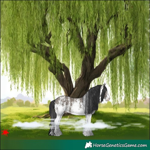 Horse Color:White Spotted Grullo 