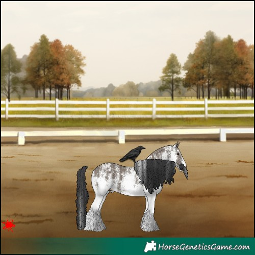 Horse Color:White Spotted Grullo 