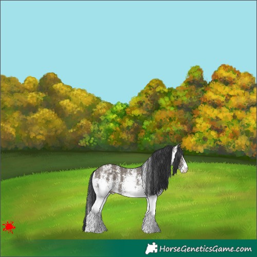 Horse Color:White Spotted Grullo 