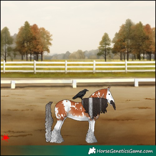 Horse Color:White Spotted Bay Splash 