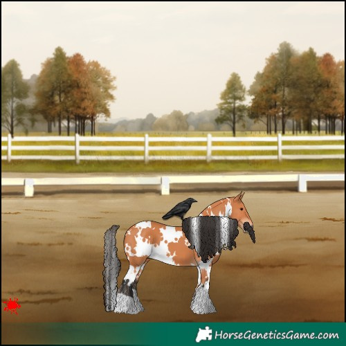 Horse Color:White Spotted Bay 
