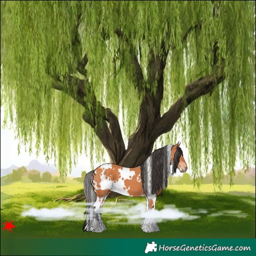 Horse Color:White Spotted Bay 