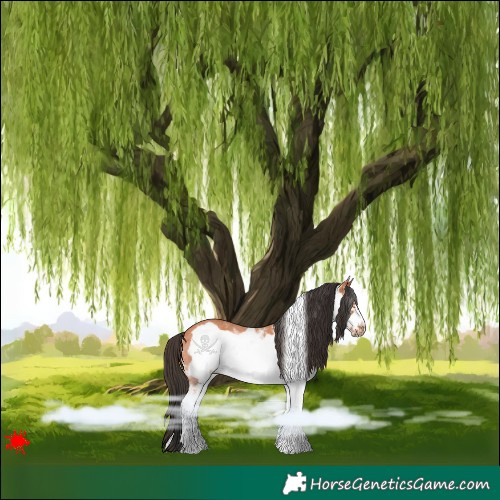 Horse Color:White Spotted Bay Frame 