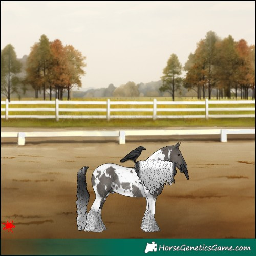 Horse Color:White Spotted Grullo Tobiano Rabicano 