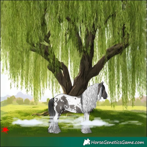 Horse Color:White Spotted Grullo Tobiano Rabicano 