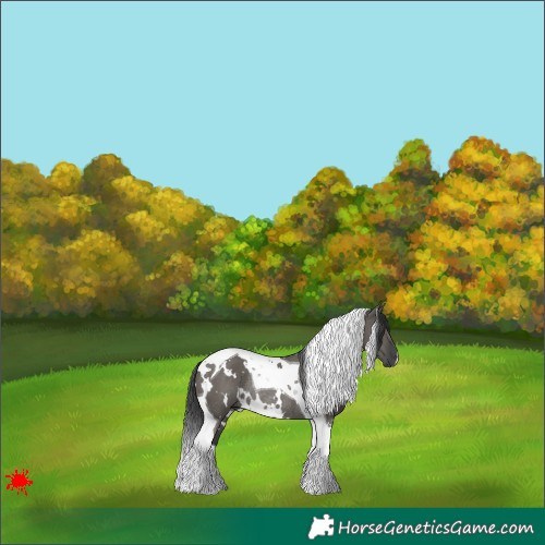 Horse Color:White Spotted Grullo Tobiano Rabicano 