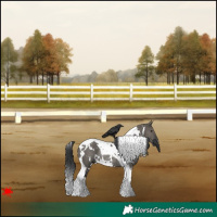 Horse Color:White Spotted Grullo Tobiano Rabicano 