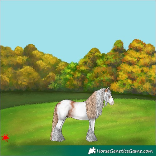 Horse Color:White Spotted Chestnut Appaloosa 