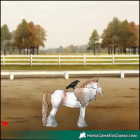 Horse Color:White Spotted Chestnut Appaloosa