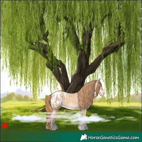Horse Color:Red Dun Blanket 