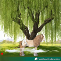 Horse Color:Red Dun Appaloosa 