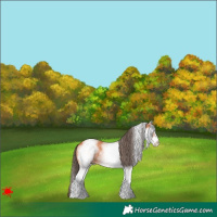 Horse Color:White Spotted Bay Appaloosa 