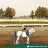 Horse Color:White Spotted Bay Appaloosa 