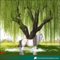 Horse Color:White Spotted Bay Appaloosa 