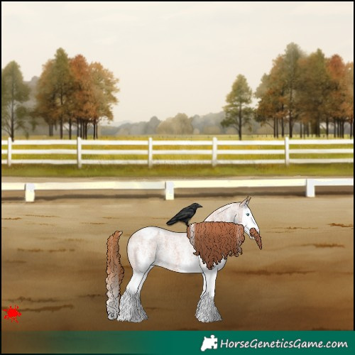 Horse Color:White Spotted Red Roan Splash Appaloosa 