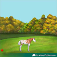 Horse Color:Silver Bay Splash Appaloosa