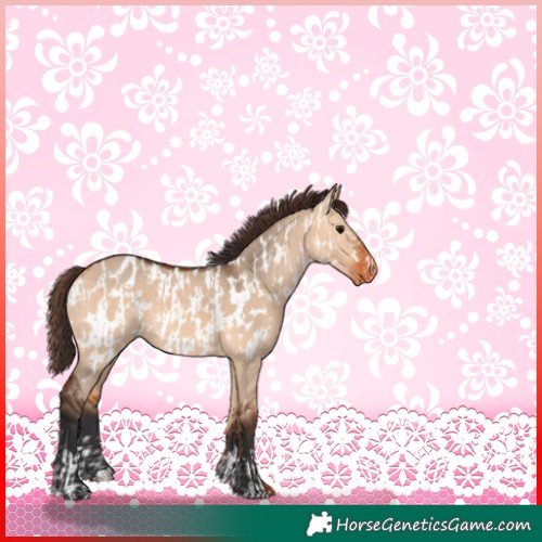 Horse Color:Bay Dun  and Bay Dun Near Leopard 