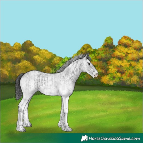 Horse Color:White Spotted Blue Roan Rabicano  and White Spotted Blue Roan Rabicano 
