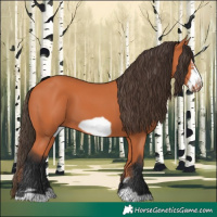 Horse Color:Bay Frame 
