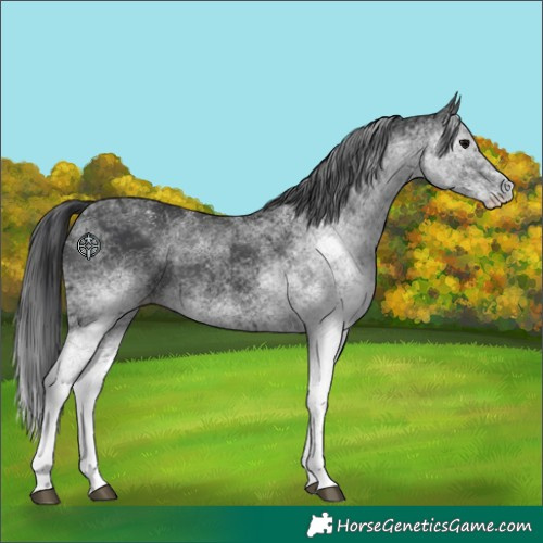Horse Color:White Spotted Black