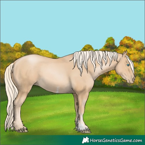 Horse Color:Palomino Pearl Sabino 