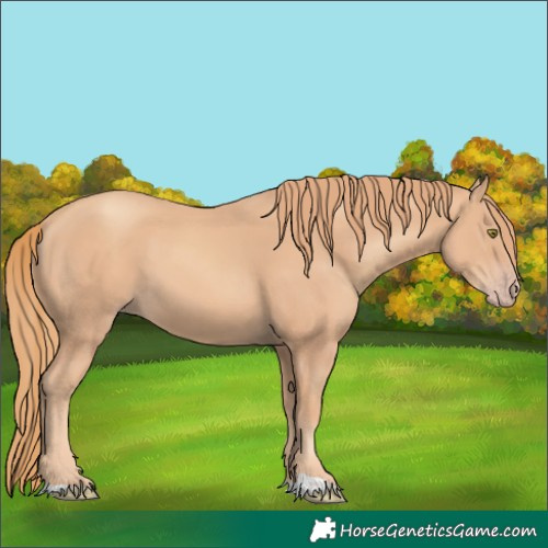 Horse Color:Gold Champagne 