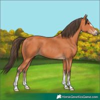Horse Color:Bay 