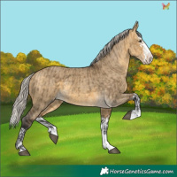 Horse Color:Silver Buckskin Dun  and Silver Buckskin Dun Splash 