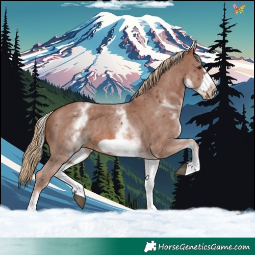 Horse Color:White Spotted Chestnut Sabino Frame