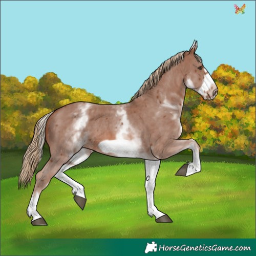 Horse Color:White Spotted Chestnut Sabino Frame 