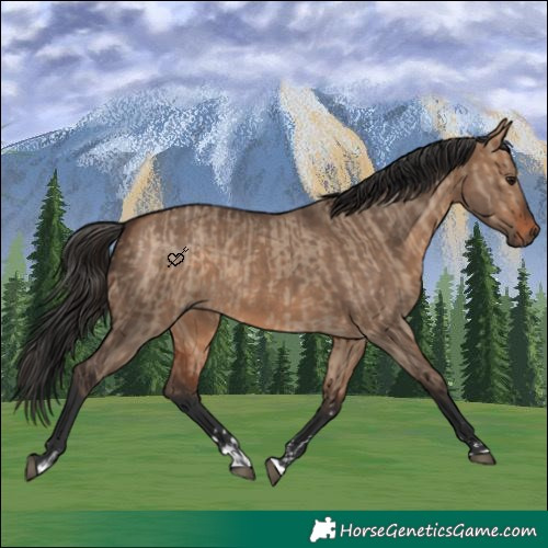 Horse Color:Bay Dun  and Bay Dun 