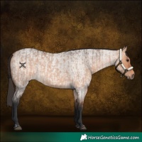 Horse Color:Bay Roan Dun  and Bay Roan Dun 