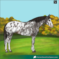 Horse Color:Liver Chestnut Sabino Splash Blanket and Liver Chestnut Sabino Splash Blanket
