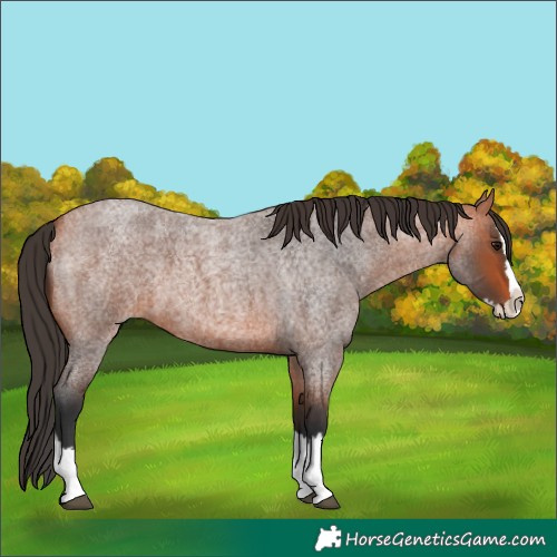 Horse Color:Unknown 