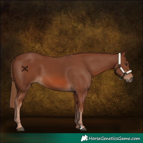 Horse Color:Chestnut 
