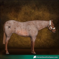 Horse Color:Red Roan 