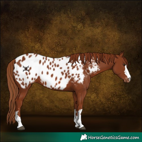 Horse Color:Chestnut Appaloosa