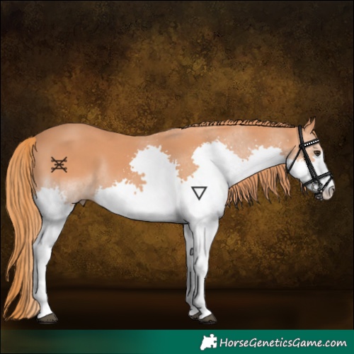 Horse Color:Chestnut Splash 