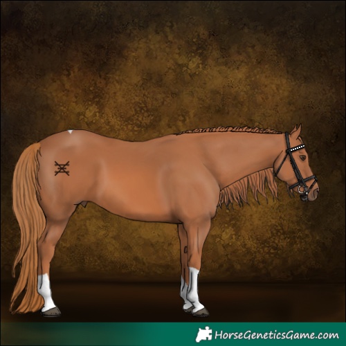 Horse Color:Chestnut Tobiano