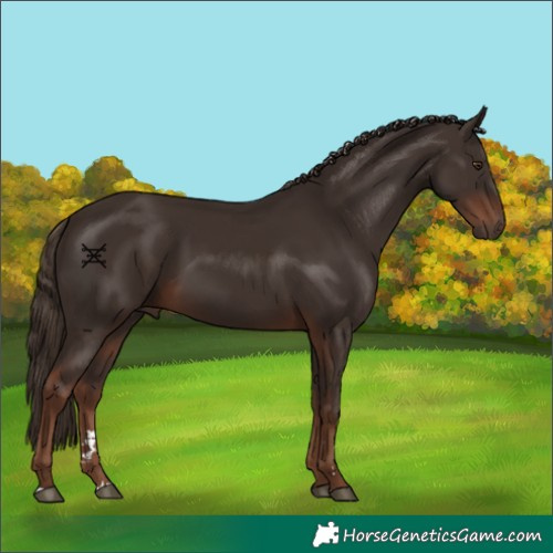 Horse Color:Liver Chestnut