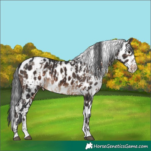 Horse Color:White Spotted Brown Dun Sabino Skewed Appaloosa  and Brown Sabino Splash Skewed Appaloosa 