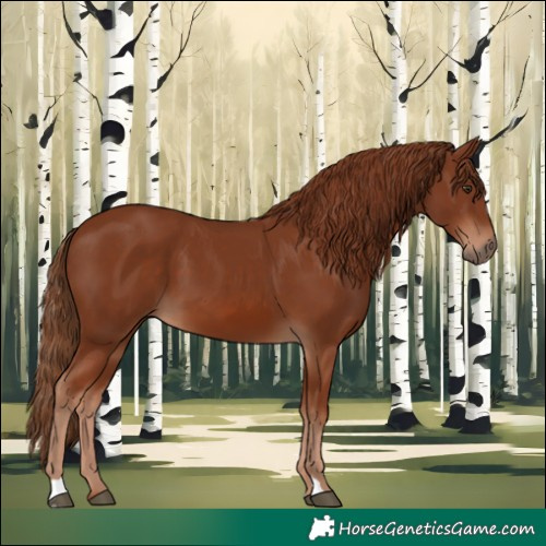 Horse Color:Chestnut 