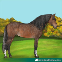 Horse Color:Silver Brown Dun  and Bay 