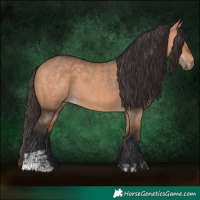 Horse Color:Bay Dun  and Bay Dun 